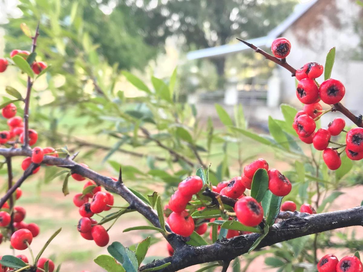 Rose Cottage @ Gods' Haven Eco Estate أندربرغ المظهر الخارجي الصورة